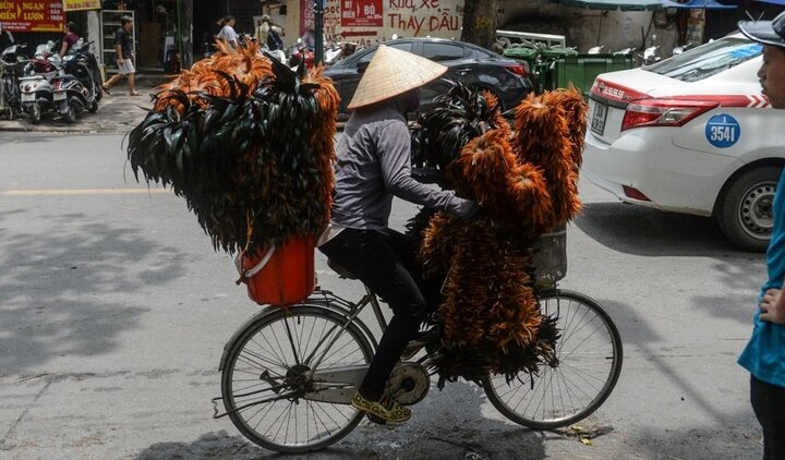 Chổi lông gà 'huyền thoại' của Việt Nam lần đầu lên truyền hình Pháp