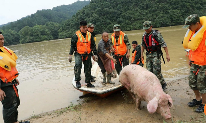 Trung Quốc: Mưa lớn kéo dài, lợn 150 kg bị cuốn trôi hàng chục km