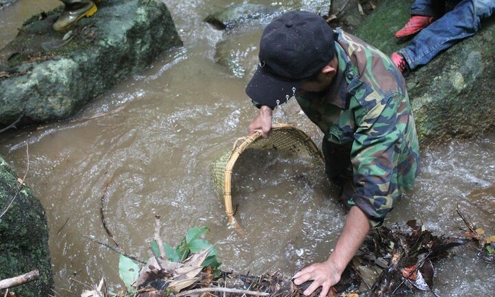 Video: Kỳ thú theo chân người dân Tây Nguyên săn nòng nọc