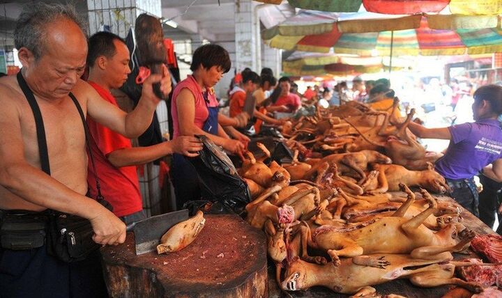 Bị lên án, lễ hội ở Trung Quốc vẫn giết thịt hàng nghìn con chó