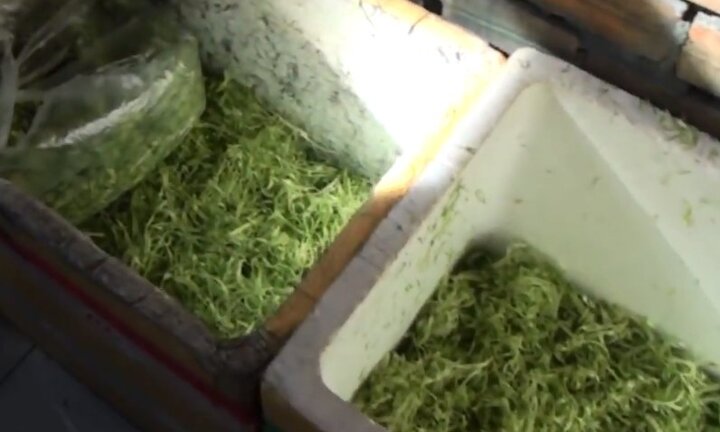 Kinh hoàng hóa chất cực độc tẩm ướp rau muống bào xanh, tươi, giòn