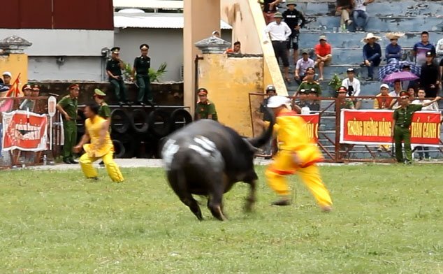 Video toàn cảnh 'ông trâu điên' húc tung chủ nhân trên sân khiến khán giả kinh hãi