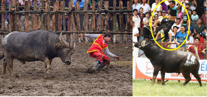 Video: Khiếp vía những lần trâu chọi lên cơn điên khiến khán giả chạy toé khói