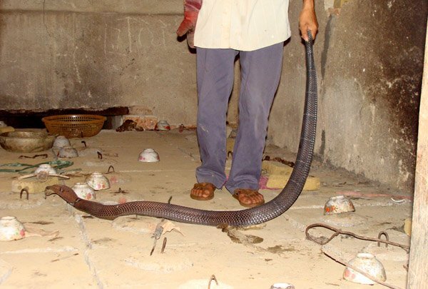 Chuyện khủng khiếp ở làng nhốt đại xà: Kẻ mất mạng, người chặt tay, rạch thịt để sống sót