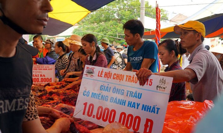 Lễ hội chọi trâu Đồ Sơn: Vì sao trâu vô địch vẫn bị làm thịt?