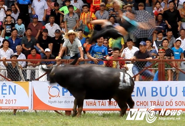 'Ông trâu điên' húc chết chủ ở Đồ Sơn giá bao nhiêu?