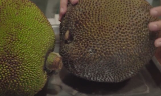 Cách phân biệt mít chín tự nhiên và mít chín do ép ngâm hóa chất ít người biết