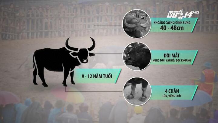 Trâu chọi Đồ Sơn được huấn luyện thế nào?