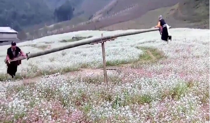 Clip người H'Mông chơi bập bênh giữa đồng hoa gây 'sốt' cộng đồng mạng thế giới