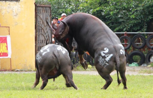 ‘Ông trâu điên’ qua các mùa lễ hội ở Đồ Sơn: Thượng võ hay tàn bạo?