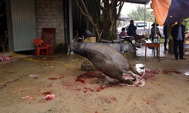 Lời đồn 'trâu báo oán' ở Bắc Giang: Tan nát gia đình, người chết, người tàn tật vì giết trâu