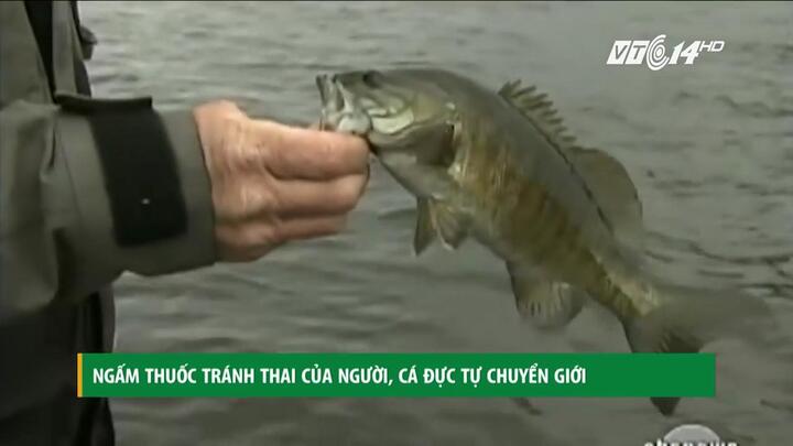 Không thể tin được: Ngấm thuốc tránh thai của người, cá đực tự chuyển giới