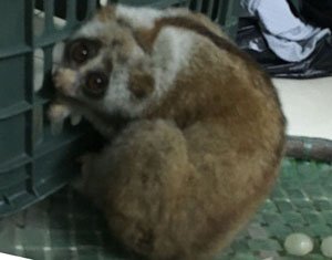 Tự nguyện giao nộp loài Culi quý hiếm, một thanh niên đất Mỏ được khen thưởng