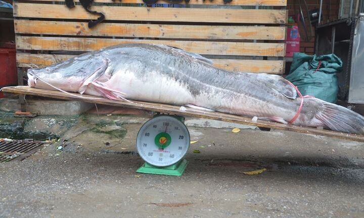 Video: Chiêm ngưỡng 'thủy quái' nặng hơn 1 tạ chuyển từ Campuchia về Hà Nội