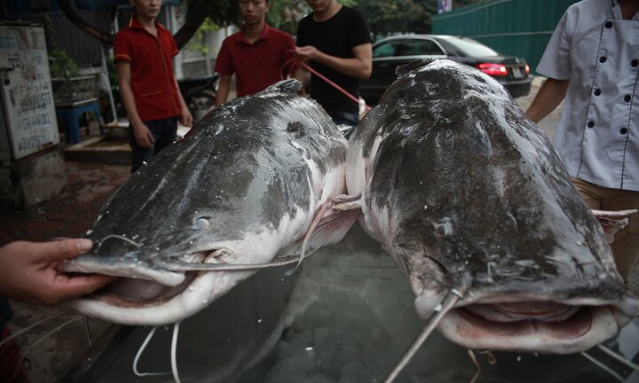 Cặp cá lăng khổng lồ nặng 300kg 'bơi' từ Campuchia về Hà Nội