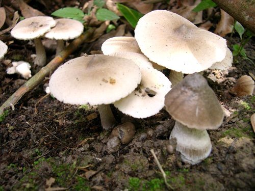 Ninh Thuận: Nấm độc tràn lan, nhiều trường hợp ngộ độc do nấm rừng