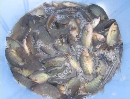 Video: Xem cao thủ bắt đàn cá rô đồng chỉ bằng một cái hố ở Hà Nội