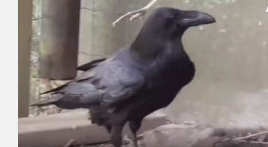 Loài quạ thông minh thế nào?