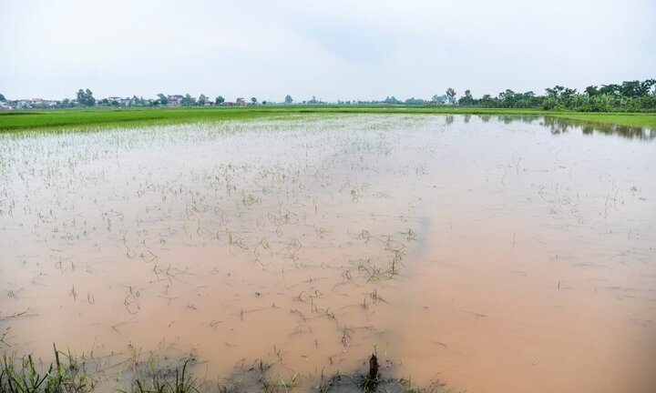 Mưa lớn kéo dài, 200 ha lúa ngập chìm trong nước