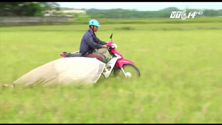 Độc đáo nghề chạy xe máy săn cào cào, kiếm tiền triệu mỗi ngày ở Hà Tĩnh