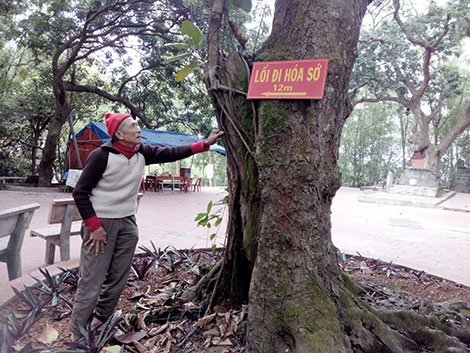 Ngạc nhiên với quần thể lim cổ thụ như báu vật của ngôi đền ở Hải Dương