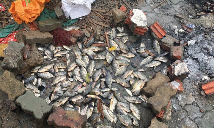 Sau mưa bão, dân Hà Nội lội sông Kim Ngưu kéo được cả tạ cá