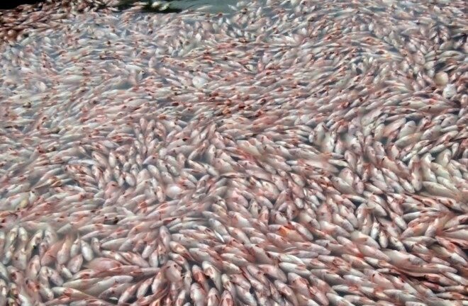 Nguyên nhân cá chết trắng hồ thủy điện ở Kon Tum