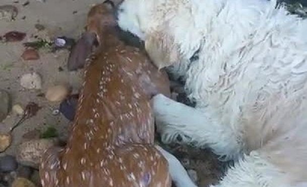 Video: Cảm động xem chó cứu hươu con đuối nước