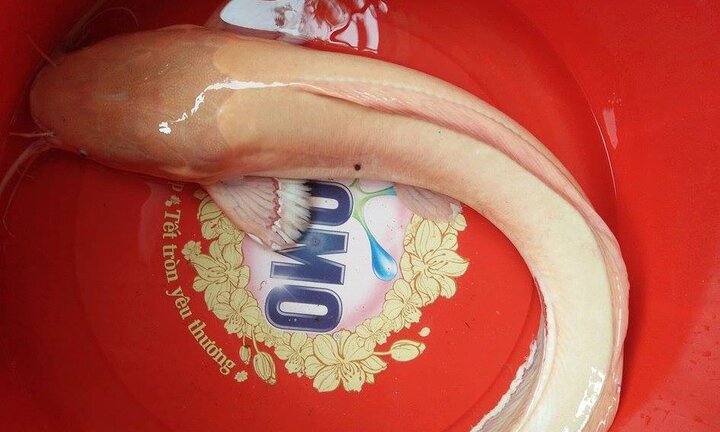 Dân Hà Tĩnh đổ xô đi xem cá trê vàng quý hiếm