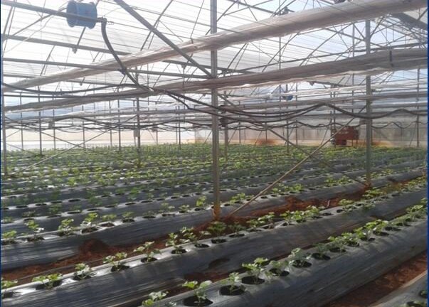 Hệ thống tự động hóa trong các nhà trồng thông minh