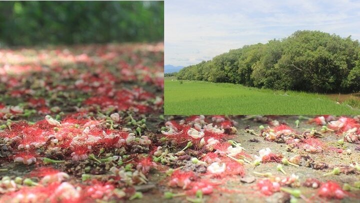 Kỳ lạ chuyện làng lập hương ước để bảo vệ rừng lộc vừng trăm tuổi