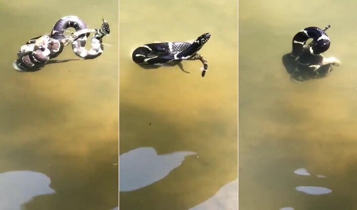 Rùng mình xem rắn vua tử chiến rắn đuôi chuông dưới nước