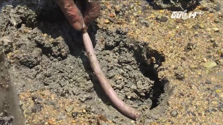 Tôm hùm chết, dân Phú Yên đổ xô đi đào trùn biển mưu sinh