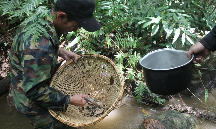 Băng rừng, theo chân người Chill săn nòng nọc giữa đại ngàn Tây Nguyên