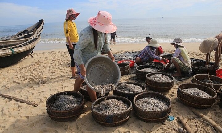Sau bão số 2, ngư dân Huế thu tiền triệu mỗi sáng