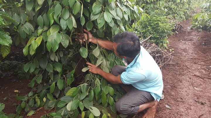 Chủ vườn phẫn uất nhìn vườn tiêu cả tỷ đồng bị kẻ gian cắt gốc