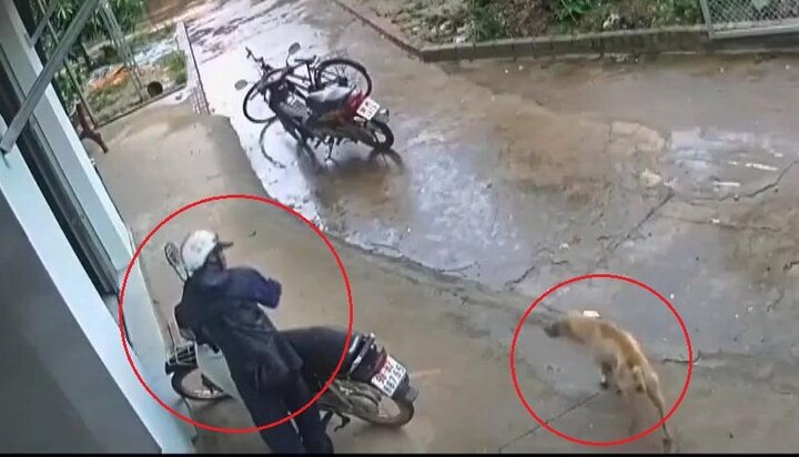 Chú chó 'dửng dưng' nhìn trộm bẻ khóa lấy xe máy giữa ban ngày