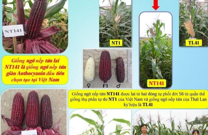 Giống ngô nếp tím NT141 của nhà khoa học Việt