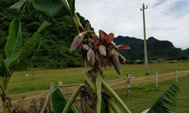 Cây chuối 'mắn đẻ nhất Việt Nam' trổ bắp, nhiều người đòi mua về thờ