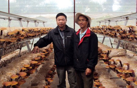 Chuyển giao thành công công nghệ trồng nấm cao cấp