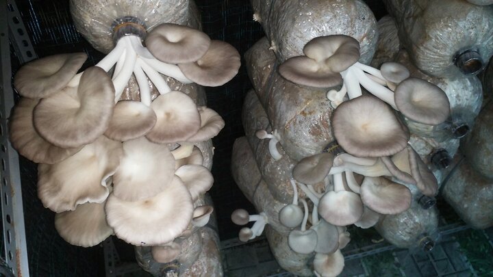 Kỹ thuật xử lý bệnh hại trên nấm sò và nấm Linh chi cho người trồng