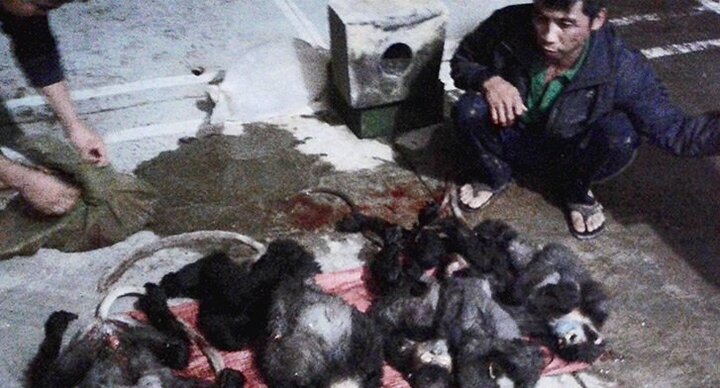 Săn voọc chân đen ở Campuchia, mang về nước tiêu thụ bị bắt giữ