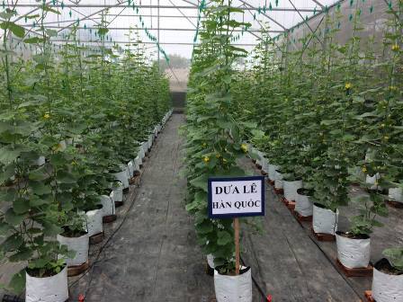 Nghiên cứu mô hình trồng dưa lê Hàn Quốc trong nhà màng cải tiến tại Vĩnh Phúc