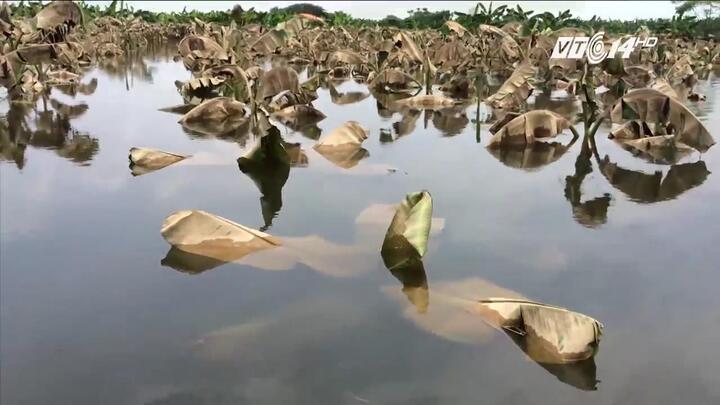 Nước ngập đến ngọn chuối, dân bãi giữa sông Hồng thấp thỏm mưu sinh