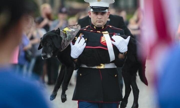 Đẫm nước mắt chứng kiến lễ 'chia tay' cảnh khuyển anh hùng bị ung thư xương