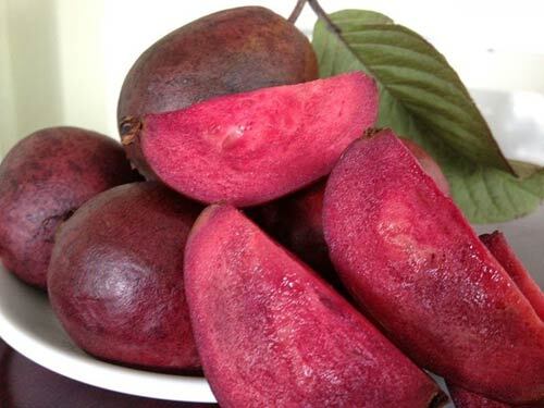 Phát sốt vì giống ổi sim ruột tím, có hoa nở giá 1,2 triệu đồng/cây