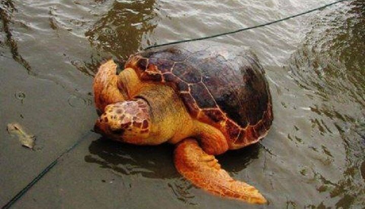 Giải cứu rùa biển quý hiếm nặng 70kg mắc lưới ngư dân Quảng Trị