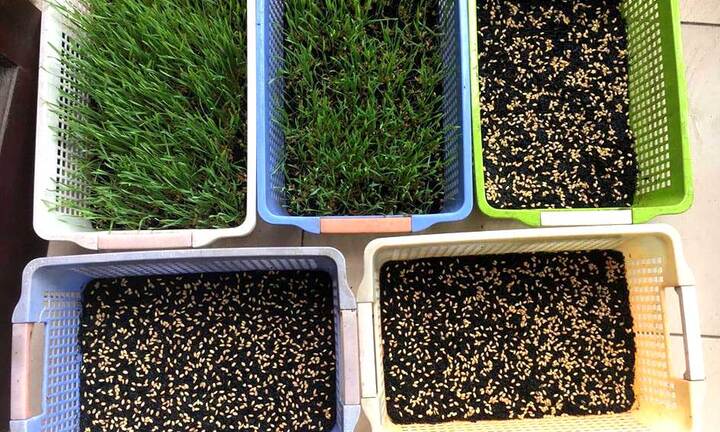 Đua nhau trồng lúa mì trong nhà ép 'sữa' uống hàng ngày