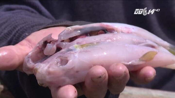 Rùng mình cảnh đánh bắt, ăn cá nóc kịch độc, thách thức tử thần ở Thừa Thiên - Huế