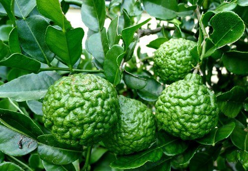 'Đột nhập' vườn khủng toàn cây dị bậc nhất của 'tay chơi khét tiếng' vịnh Bắc Bộ